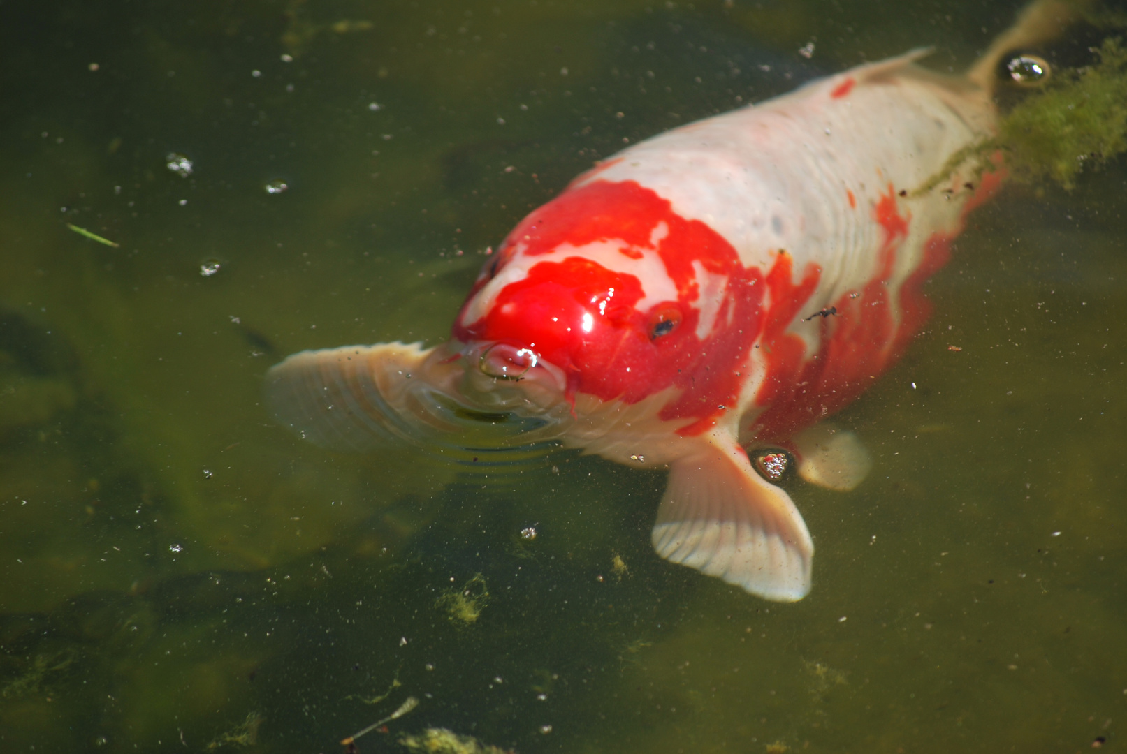 Ein neugieriger Koi