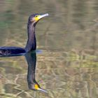 Ein neugieriger Kormoran