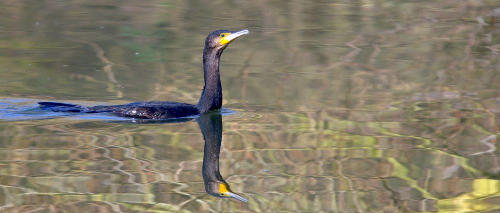 Ein neugieriger Kormoran