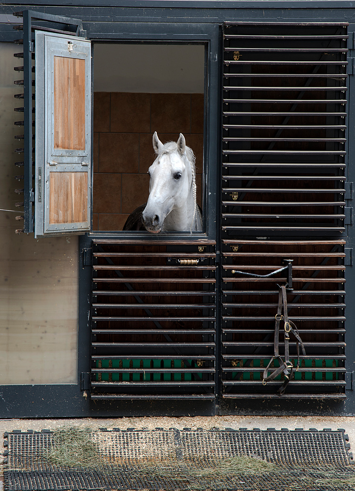 Ein neugieriger Lipizzaner in den Stallungen der Wiener Hofreitschule...