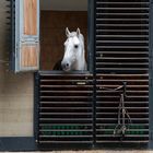 Ein neugieriger Lipizzaner in den Stallungen der Wiener Hofreitschule...