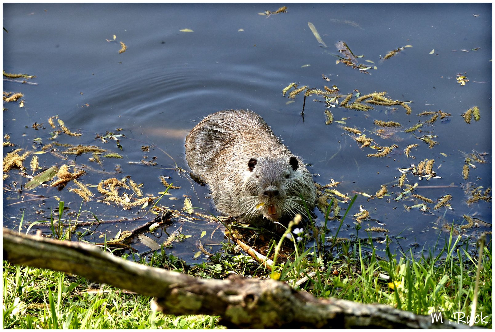 Ein Neugieriger Nutria !