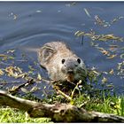 Ein Neugieriger Nutria !