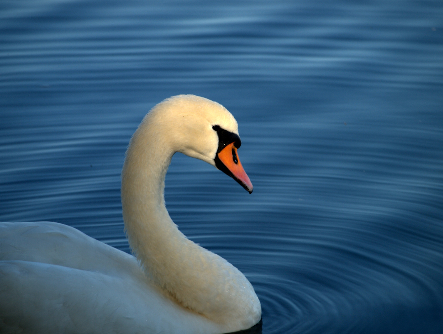 ein neugieriger Schwan