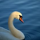 ein neugieriger Schwan