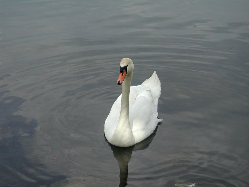 Ein neugieriger Schwan im Riddagshäuser Klosterteich(6)