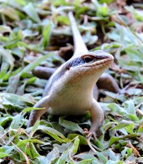 Ein neugieriger Skink