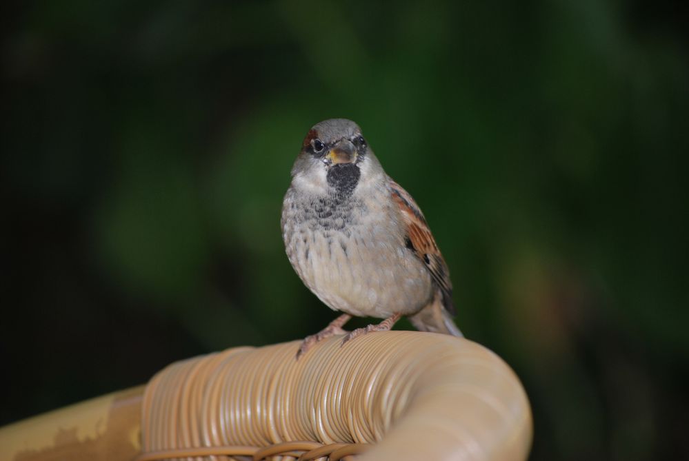 Ein neugieriger Spatz