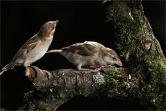 Ein neugieriger Spatz!