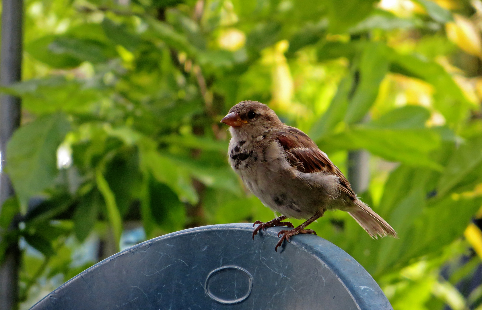 Ein neugieriger Spatz