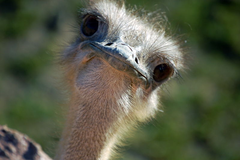 Ein Neugieriger Strauss Foto & Bild tiere, zoo, wildpark & falknerei