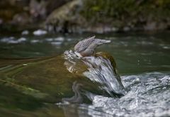 Ein neugieriger Wasseramsel