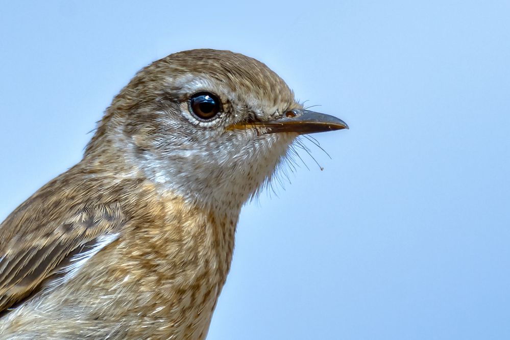 ein neugieriger Youngster 