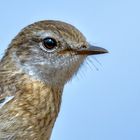 ein neugieriger Youngster 