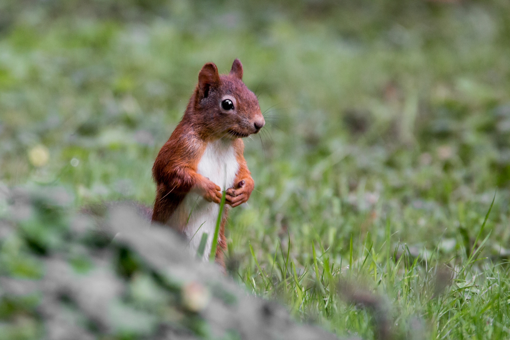  Ein neugieriges Eichhörnchen.