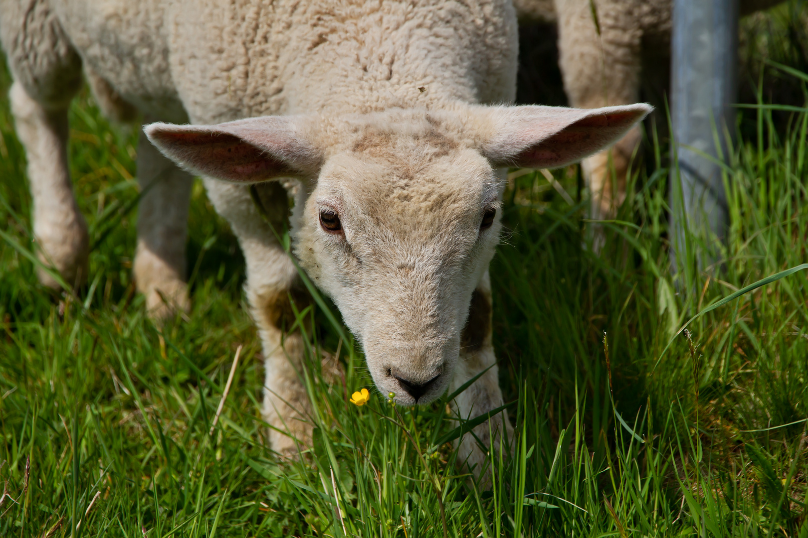 Ein neugieriges Lamm