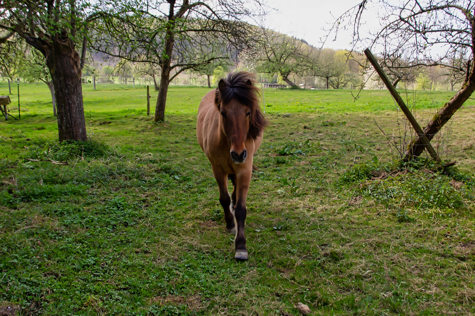 Ein neugieriges Pferd