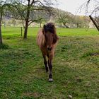 Ein neugieriges Pferd