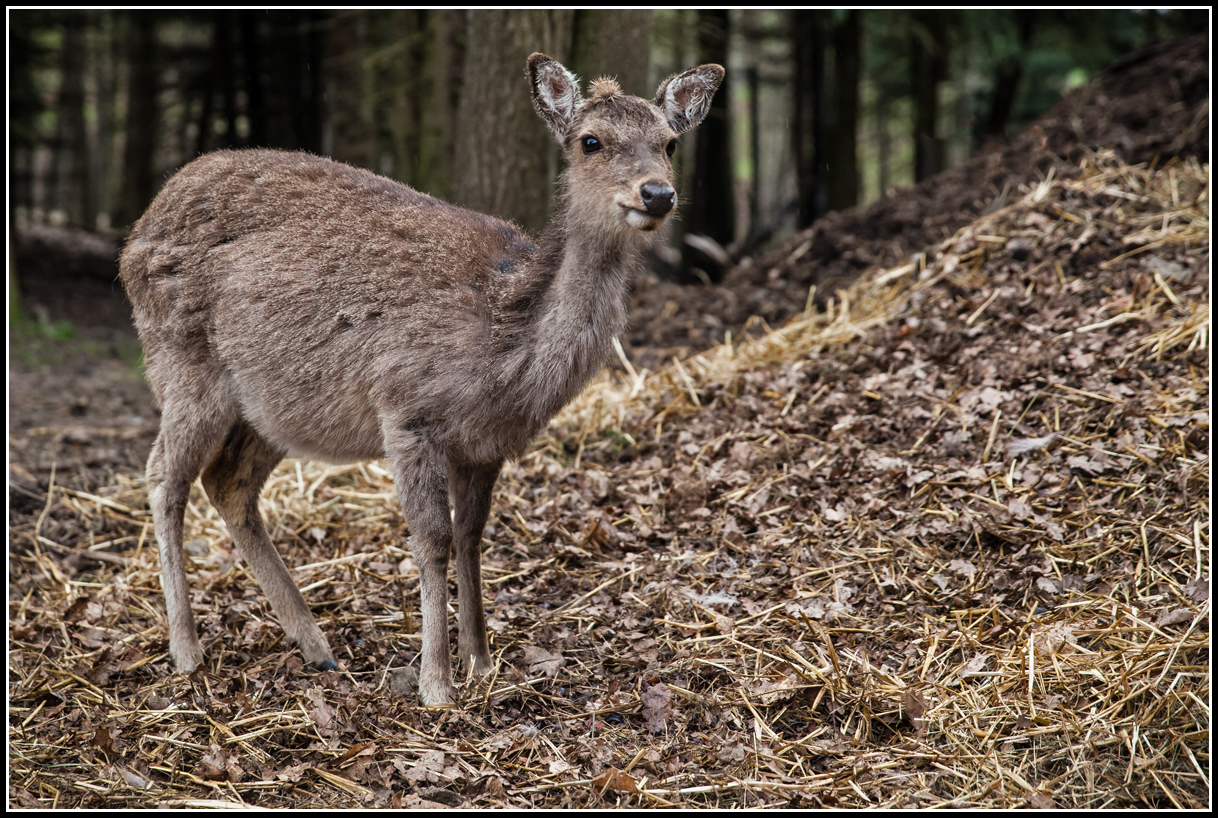 ...Ein neugieriges Reh im Walde...