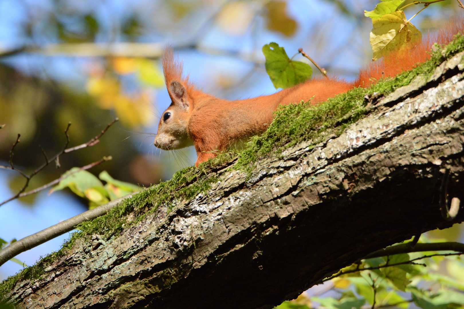 ein neugieriges, rotes Eichhörnchen