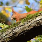 ein neugieriges, rotes Eichhörnchen