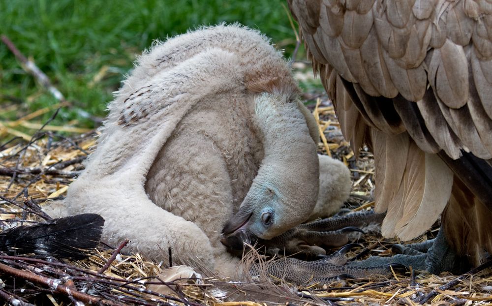 Ein Neuzugang im Zoo Duisburg !!