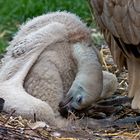 Ein Neuzugang im Zoo Duisburg !!