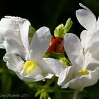 ... ein Nickerchen im Elfenspiegel   .....