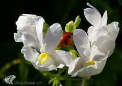 ... ein Nickerchen im Elfenspiegel   .....