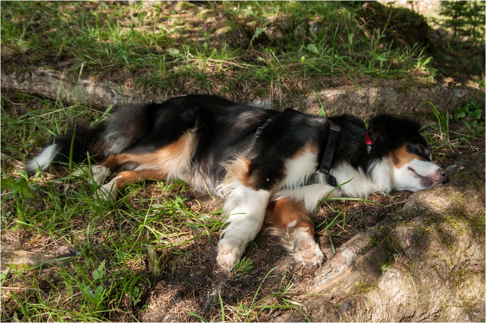 Ein Nickerchen im Schatten