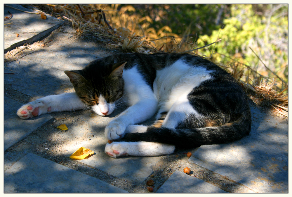 Ein Nickerchen im Schatten...