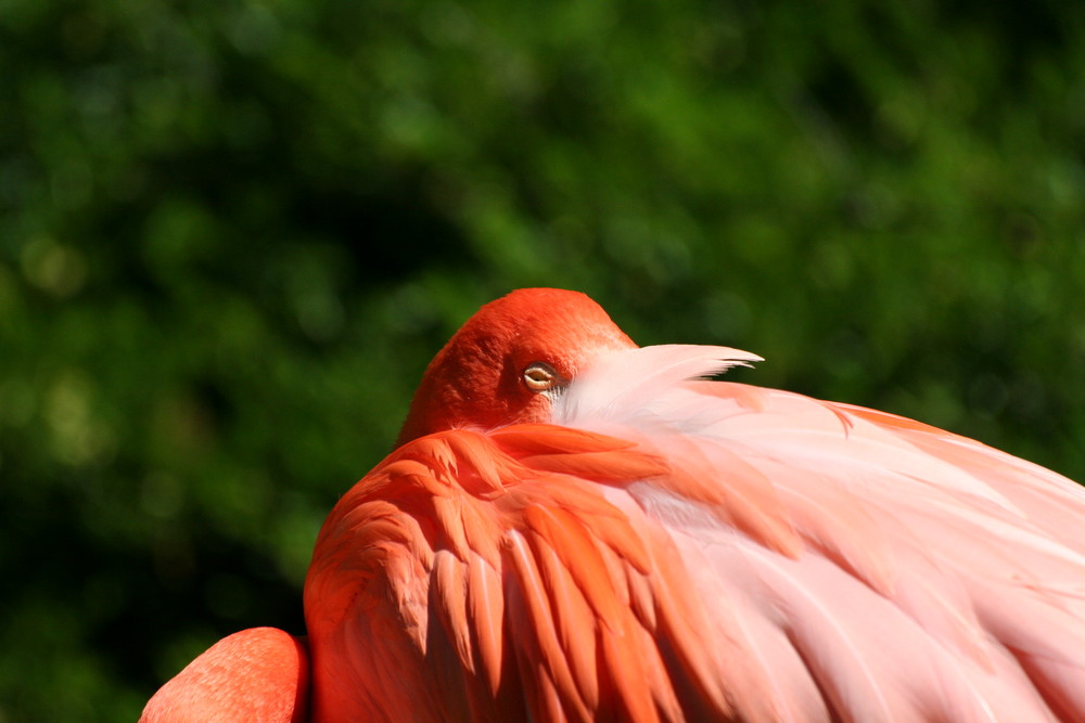 Ein Nickerchen in der Sonne