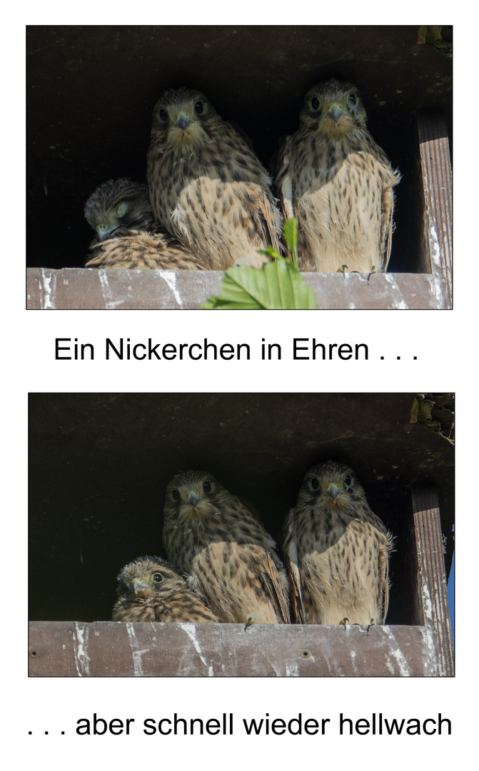 "Ein Nickerchen in Ehren . . ." und ". . . aber schnell wieder hellwach" . . .