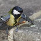 Ein niedlicher Bettler (Kohlmeise - Parus major)