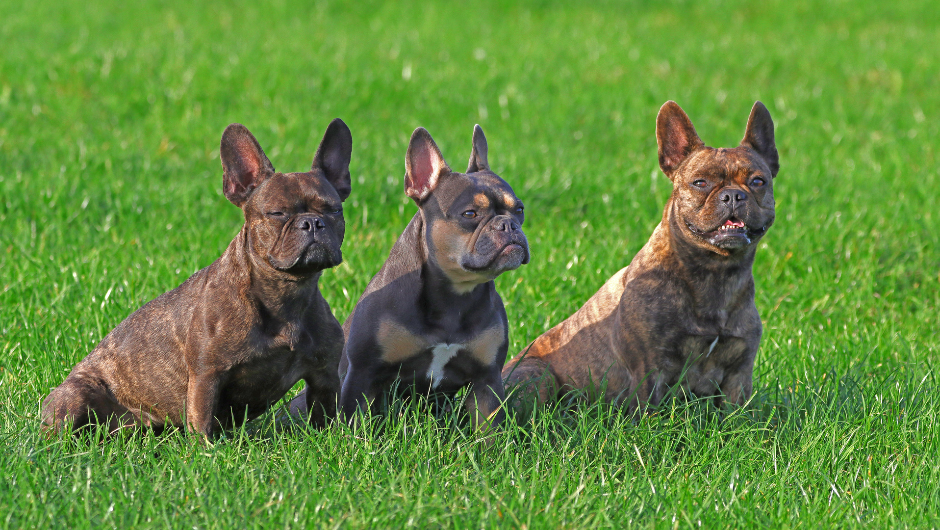 Ein niedliches Trio