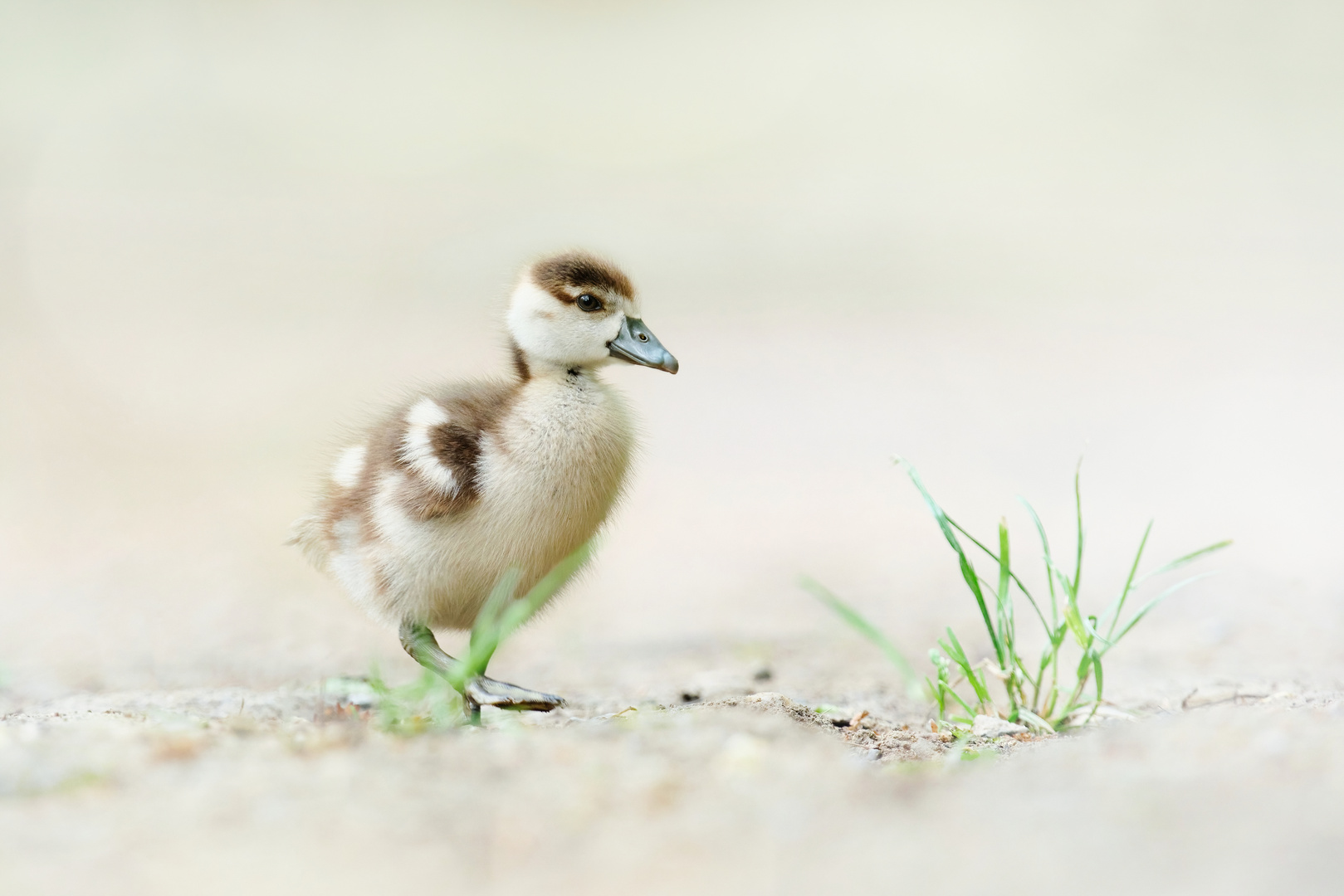 Ein Nilgansbaby