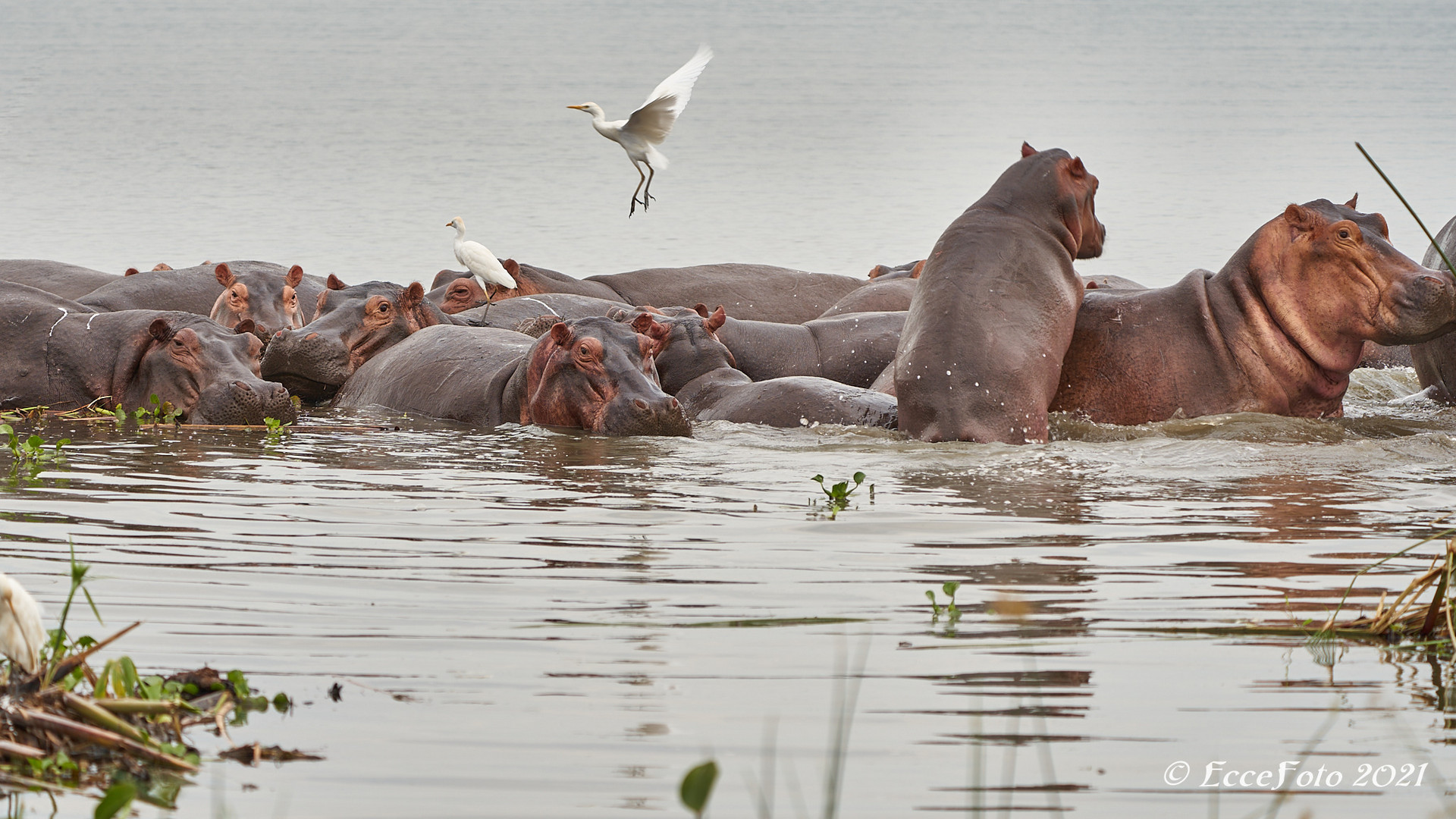 Ein Nilpferd Reiten?