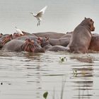 Ein Nilpferd Reiten?