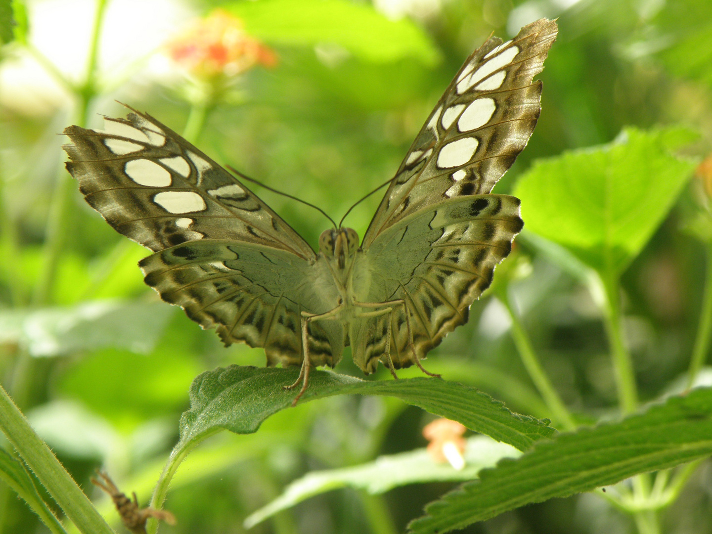 Ein Ninja-Schmetterling