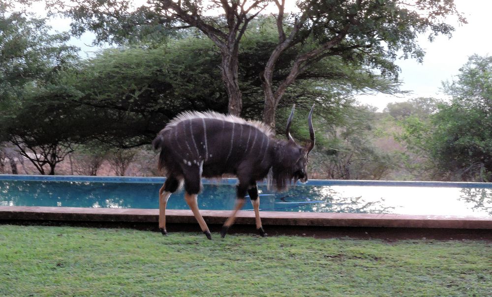 Ein Njalabock kommt zum Trinken an den Pool.