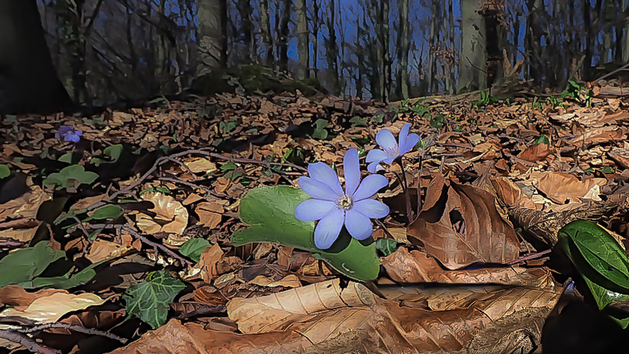 Ein nobles hepatica