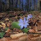 Ein nobles hepatica