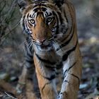 Ein noch junger indischer Tiger erforscht den Dschungel