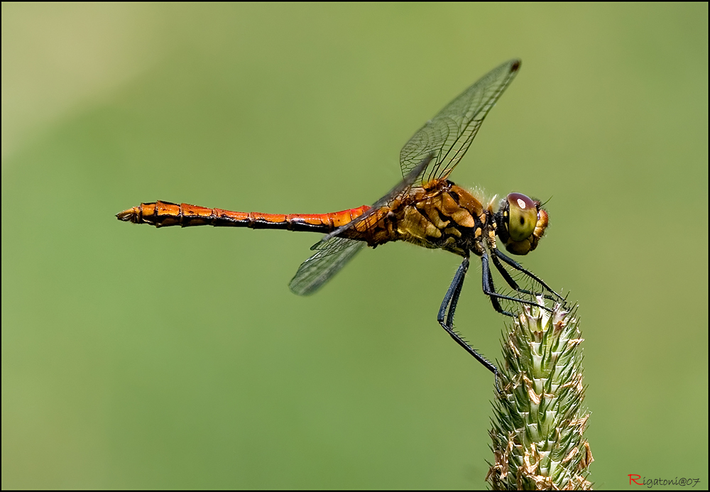 ein noch junges männchen der Blutroten Heidelibelle (Sympetrum sanguineum)