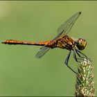 ein noch junges männchen der Blutroten Heidelibelle (Sympetrum sanguineum)