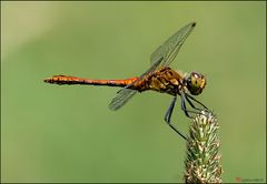 ein noch junges männchen der Blutroten Heidelibelle (Sympetrum sanguineum)