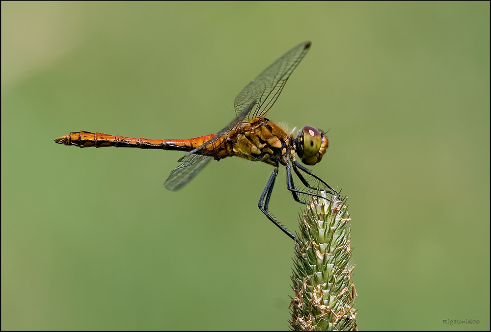 ein noch junges männchen der Blutroten Heidelibelle (Sympetrum sanguineum)