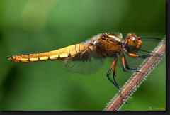 << ein noch junges Weibchen des Plattbauch (Libellula depressa) >>