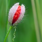 Ein noch nicht ganz fertige Mohnblume...