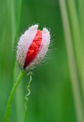 Ein noch nicht ganz fertige Mohnblume...